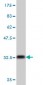 COX6C Antibody (monoclonal) (M03)